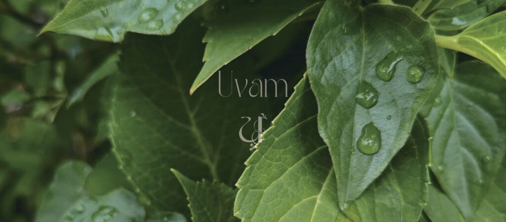 葉っぱとUvamのブランドロゴ